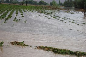 Aναγγελία ζημιών σε καλλιέργειες αγροτών του Δήμου Λαρισαίων